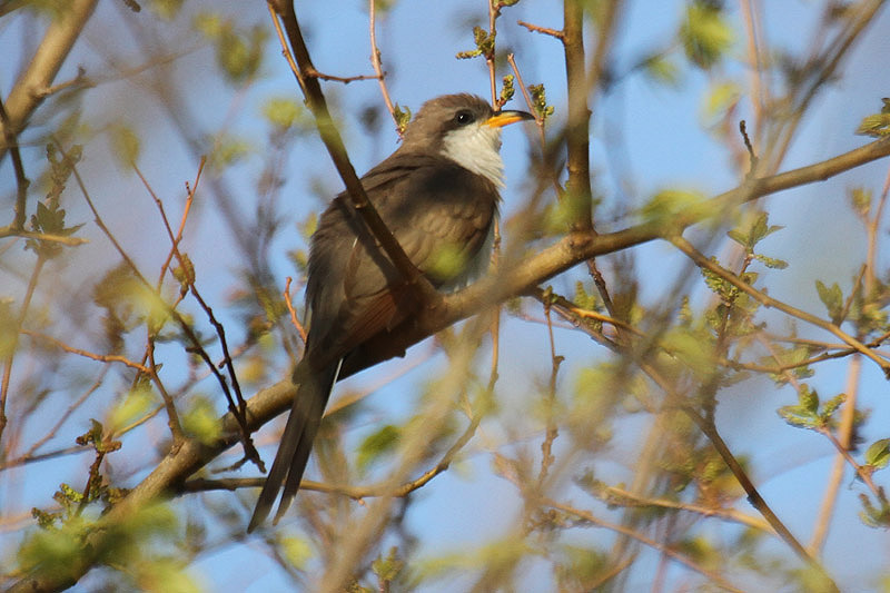 Yellow-billed Cuckoo by Mick Dryden