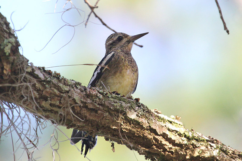 Yellow-bellied Sapsucker by Miranda Collett