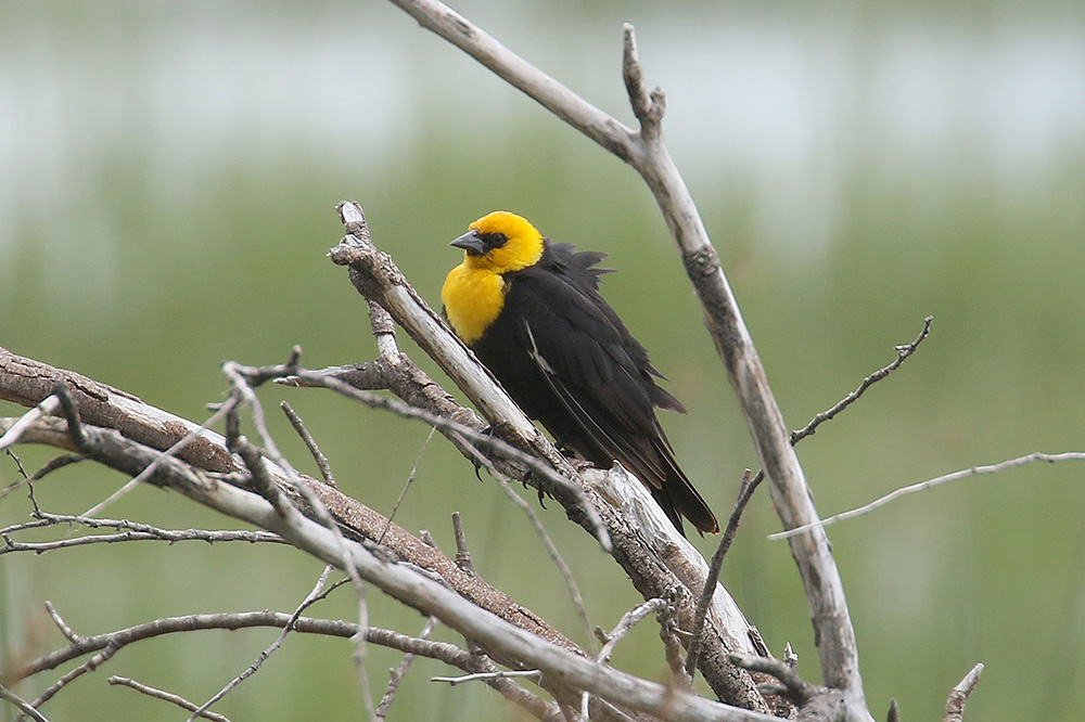 Yellow-headed Blackbird by Mick Dryden