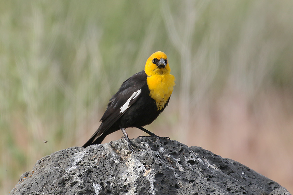 Yellow-headed Blackbird by Mick Dryden