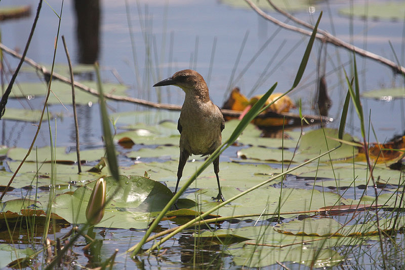 Boat-tailed Grackle by Miranda Collett