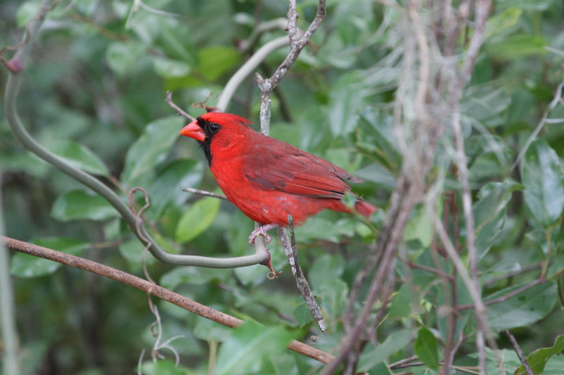 Northern Cardinal by Miranda Collett