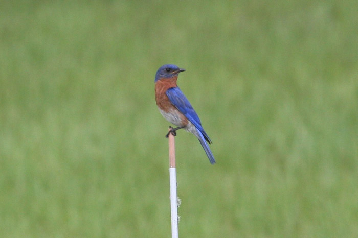 Eastern Bluebird by Miranda Collett