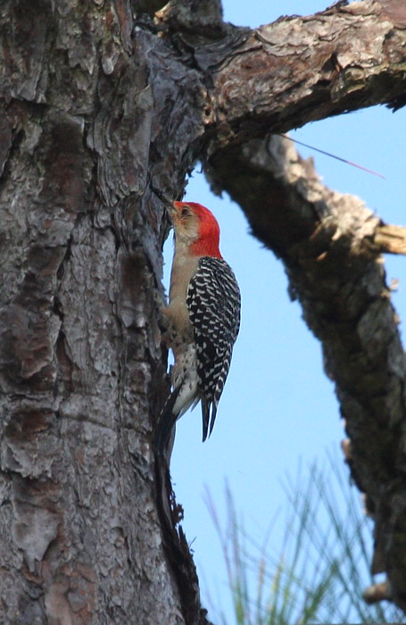 Red-bellied Woodpecker by Miranda Collett
