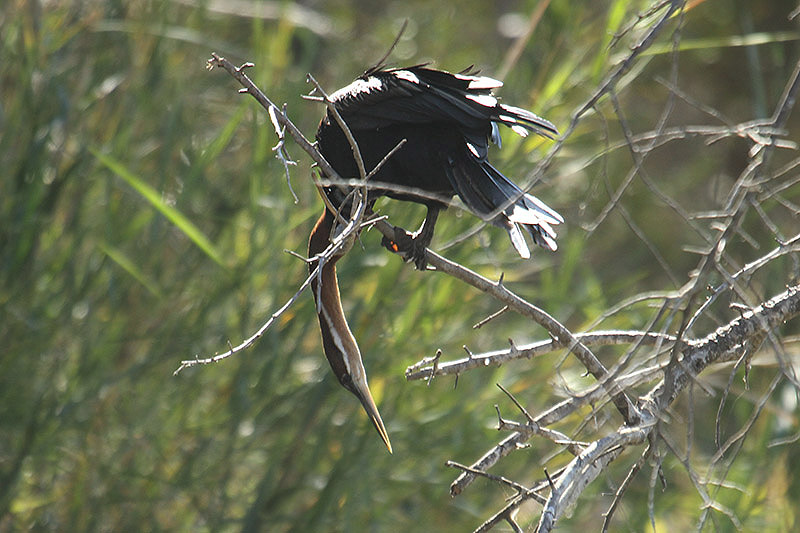 African Darter by Mick Dryden