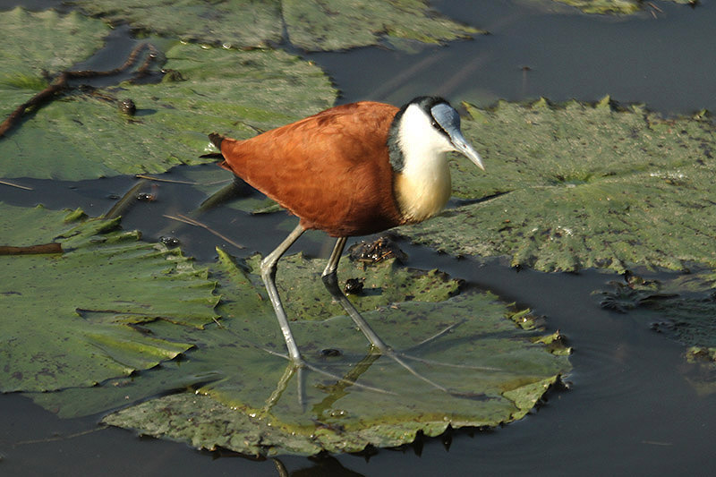 African Jacana by Mick Dryden