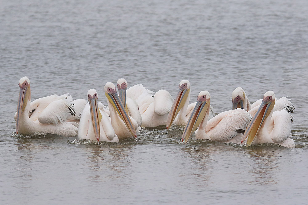 African White Pelican by Mick Dryden