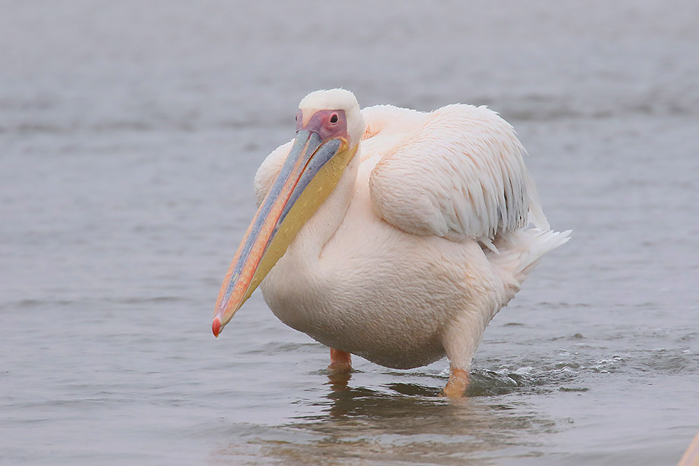 African White Pelican by Mick Dryden