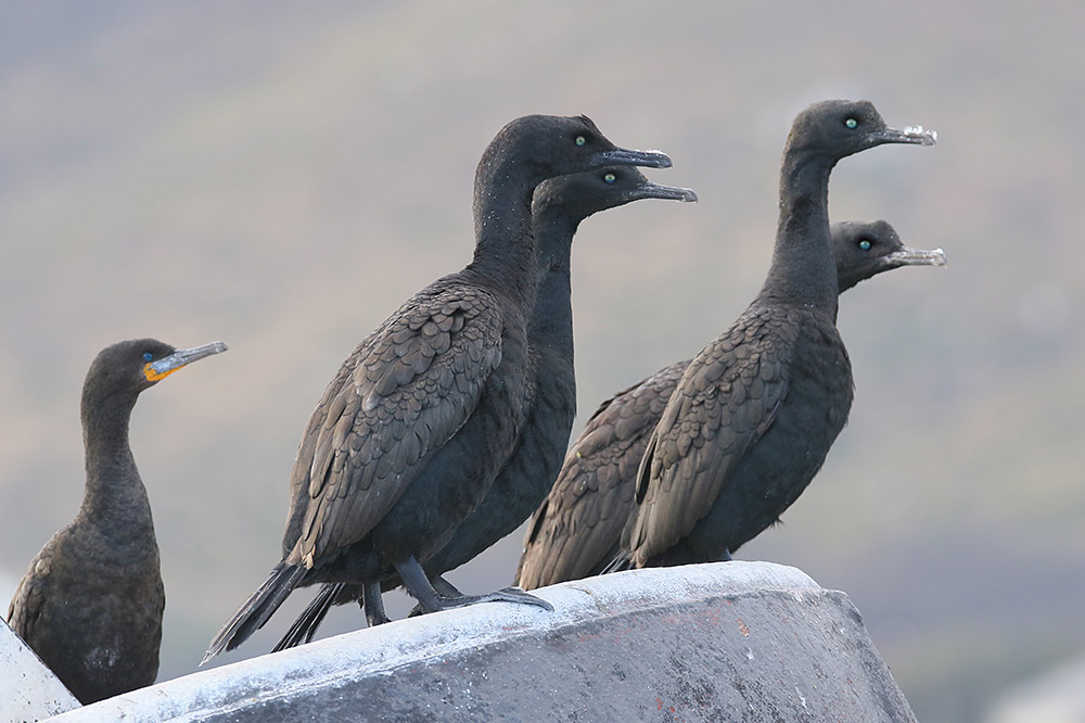 Bank Cormorant by Mick Dryden