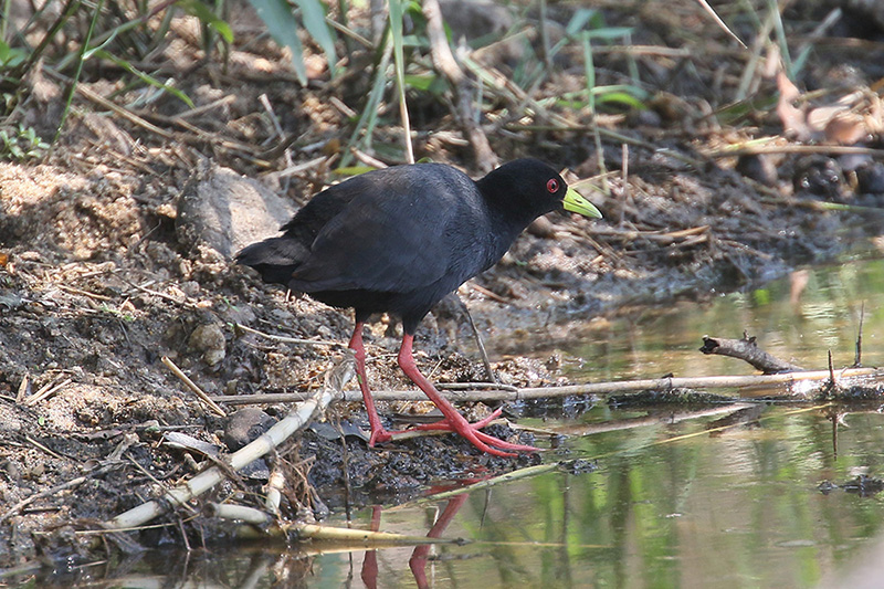 Black Crake by Mick Dryden