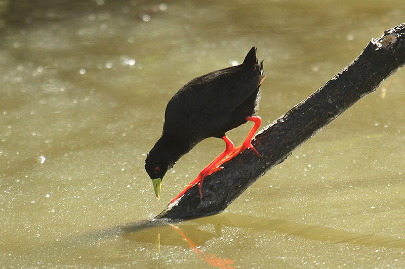 Black Crake by Mick Dryden