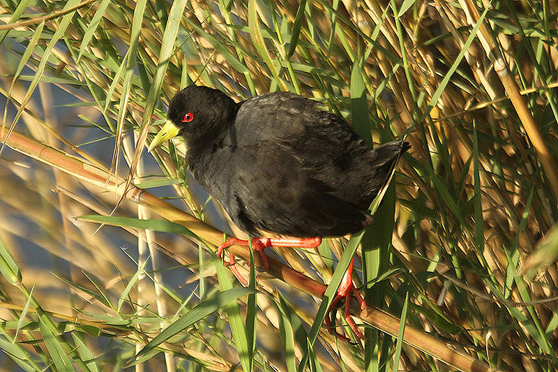 Black Crake by Mick Dryden