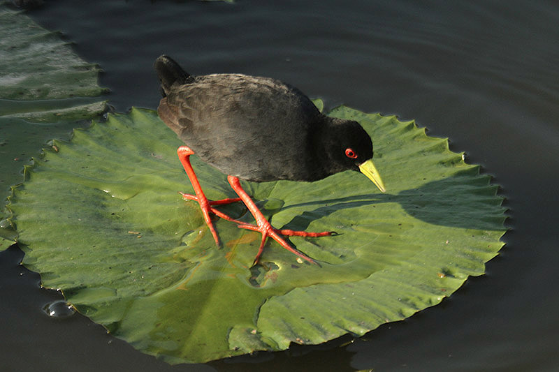 Black Crake by Mick Dryden