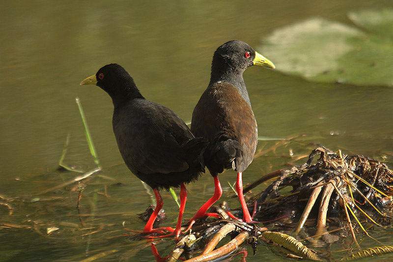 Black Crake by Mick Dryden