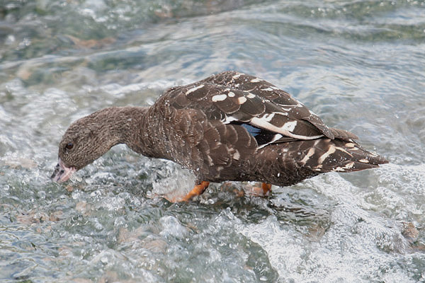 African Black Duck by Mick Dryden