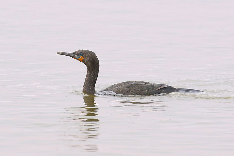 Cape Cormorant by Mick Dryden