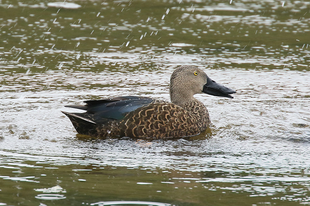 Cape Shoveler by Mick Dryden