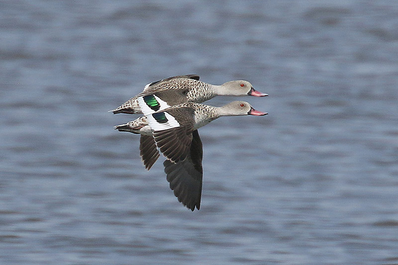 Cape Teal by Mick Dryden