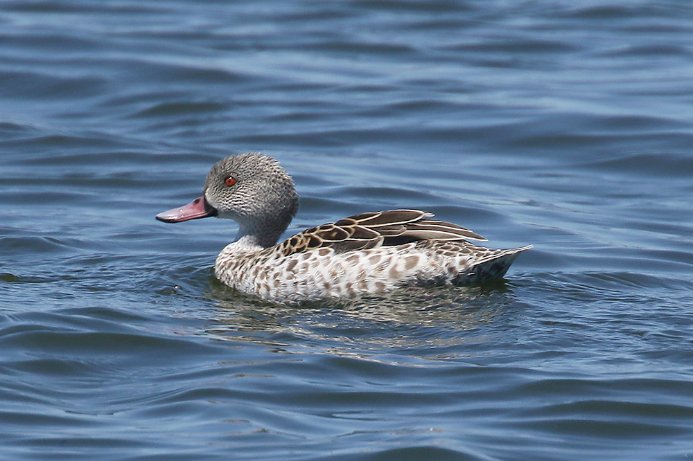 Cape Teal by Mick Dryden