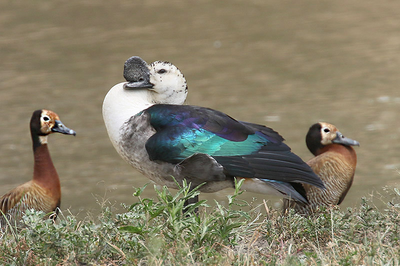 Comb Duck by Mick Dryden