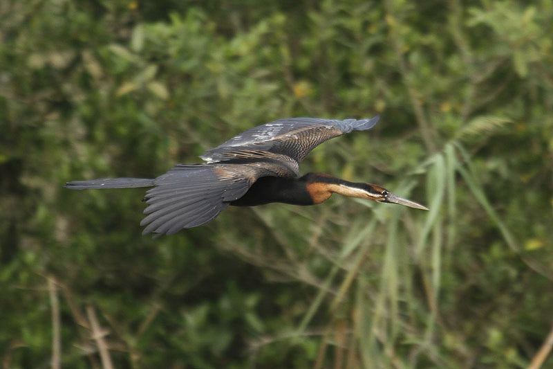 African Darter by Mick Dryden