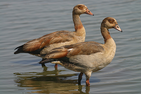 Egyptian Goose by Mick Dryden