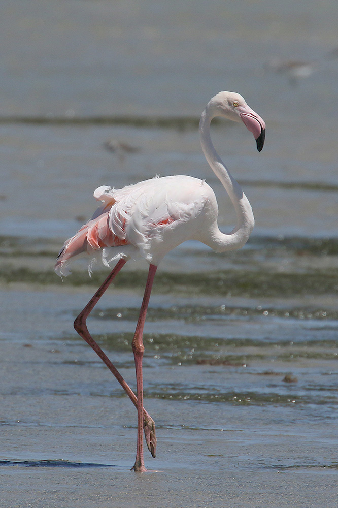 Greater Flamingo by Mick Dryden
