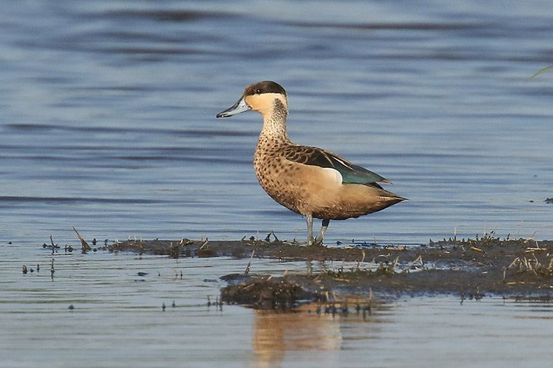 Hottentot Teal by Mick Dryden