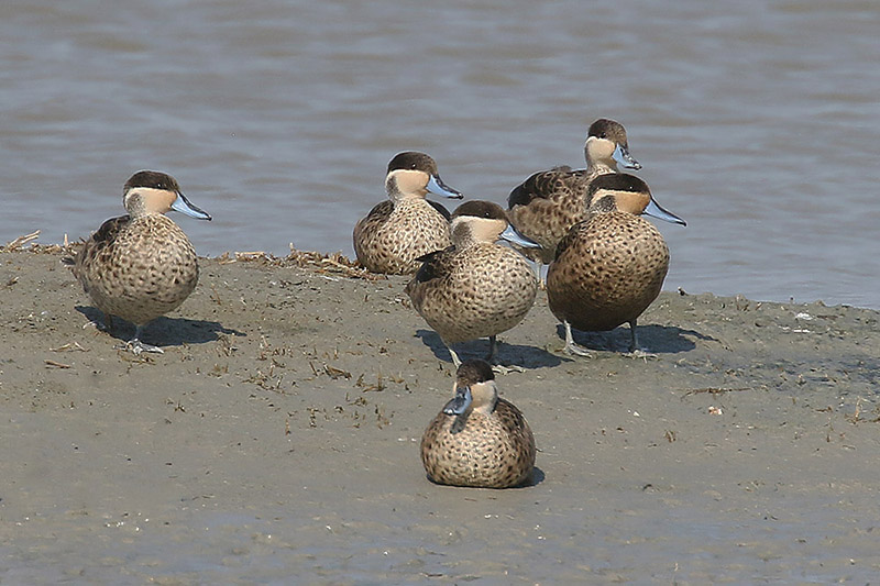 Hottentot Teal by Mick Dryden