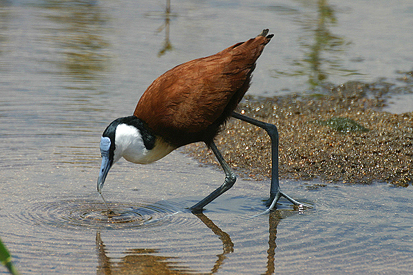 African Jacana by Mick Dryden