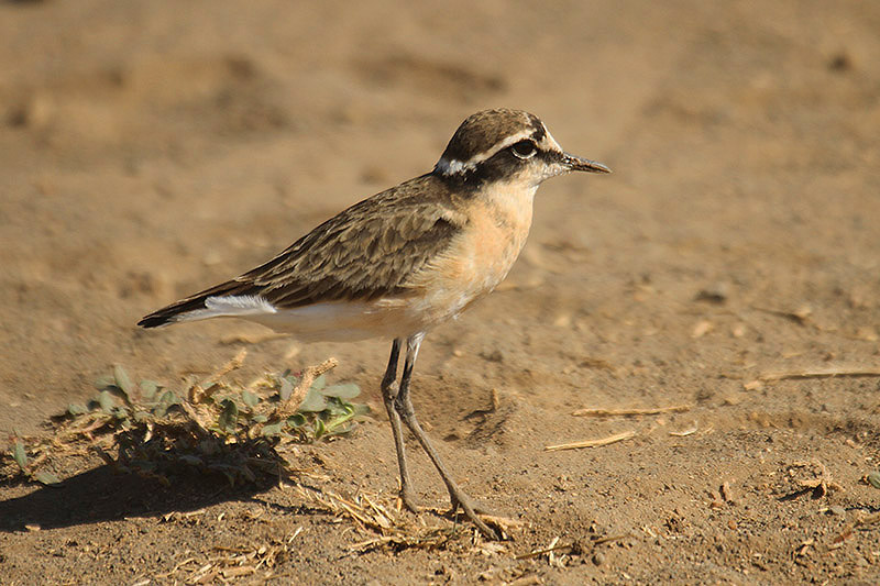 Kittlitz's Plover by Mick Dryden