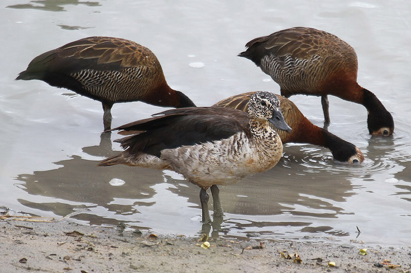 Comb Duck by Mick Dryden