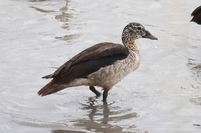 Comb Duck by Mick Dryden