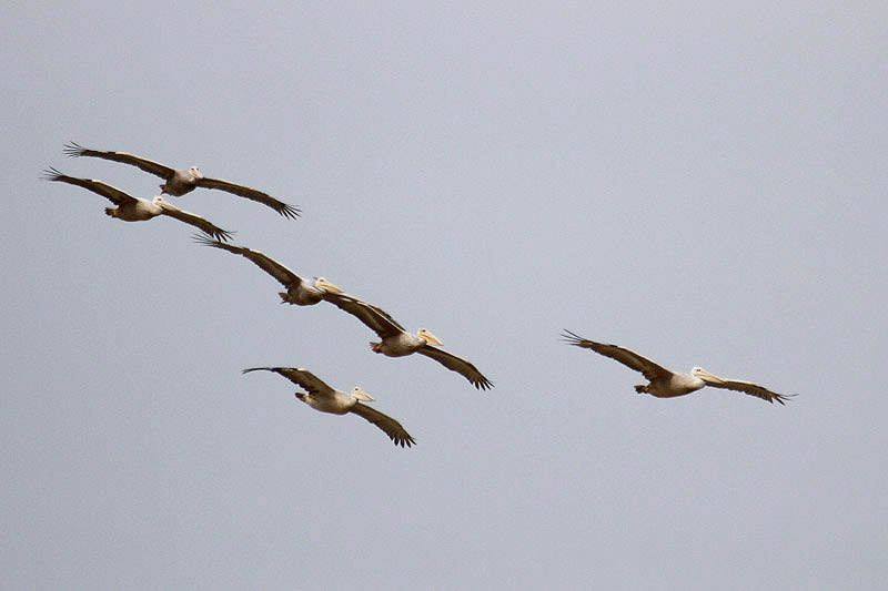 Pink-backed Pelican by Mick Dryden