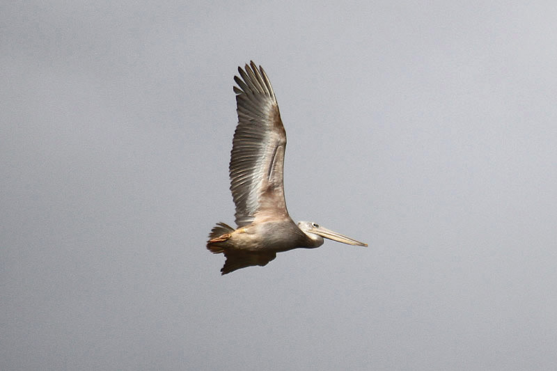 Pink-backed Pelican by Mick Dryden