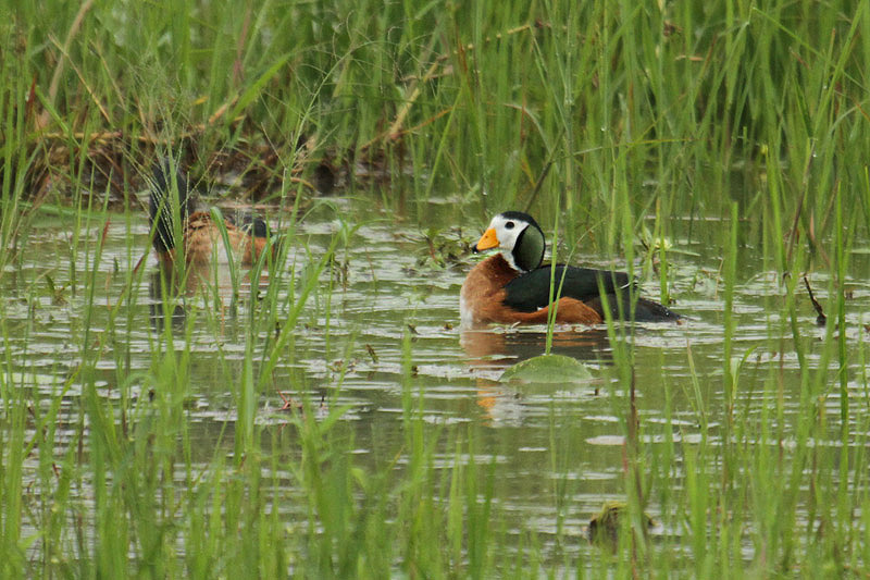 African Pygmy Goose by Mick Dryden