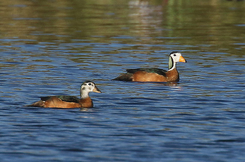 Pygmy Goose by Mick Dryden