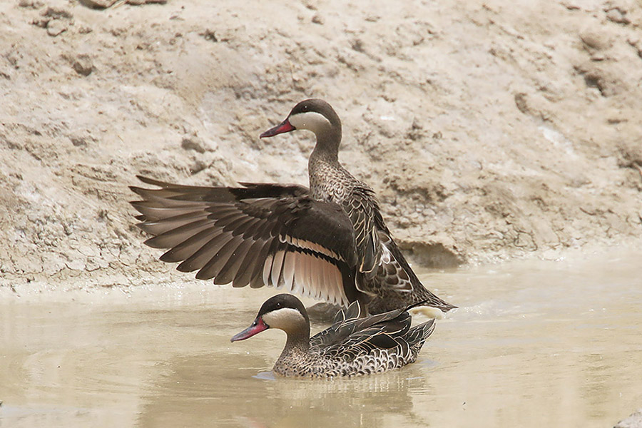 Red billed Teal by Mick Dryden