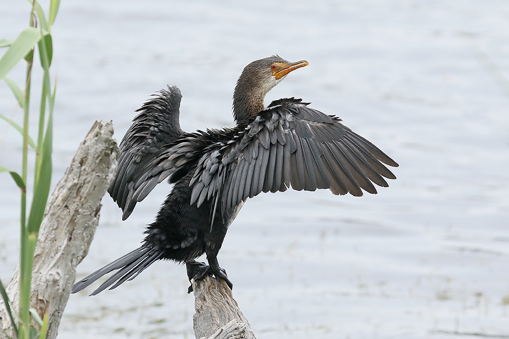 Reed Cormorant by Mick Dryden