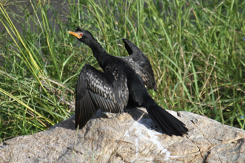 Reed Cormorant by Mick Dryden