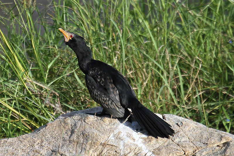 Reed Cormorant by Mick Dryden