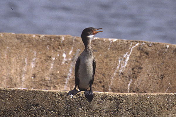 Reed Cormorant by Mick Dryden