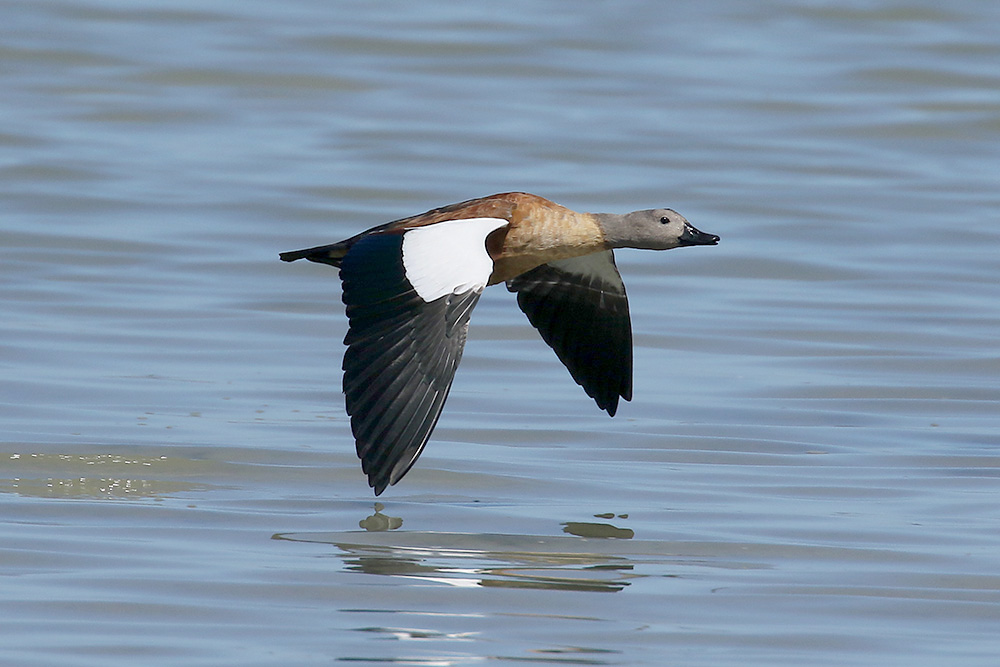 South African Shelduck by Mick Dryden