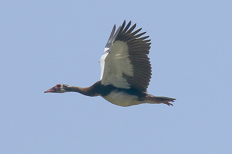Spur winged Goose by Mick Dryden