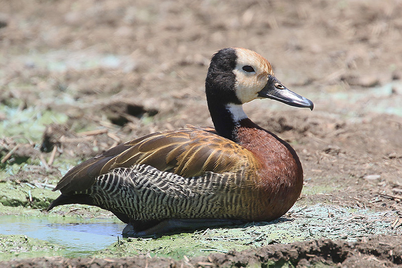 White faced Whistling Duck by Mick Dryden