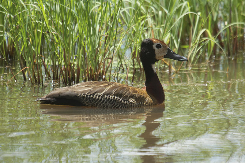White-faced Duck by Mick Dryden