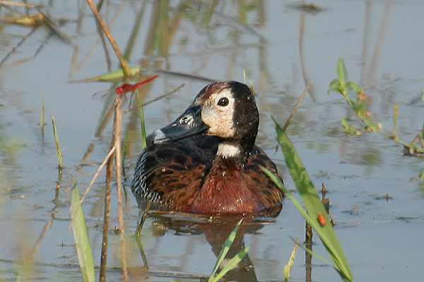 White-faced Duck by Mick Dryden