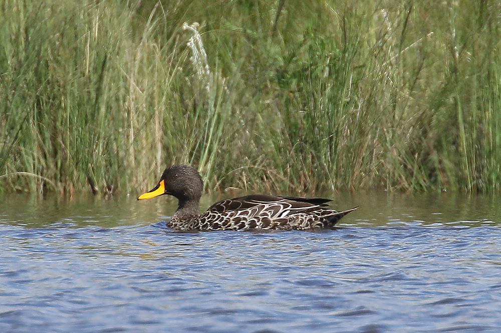 Yellow billed Duck by Mick Dryden