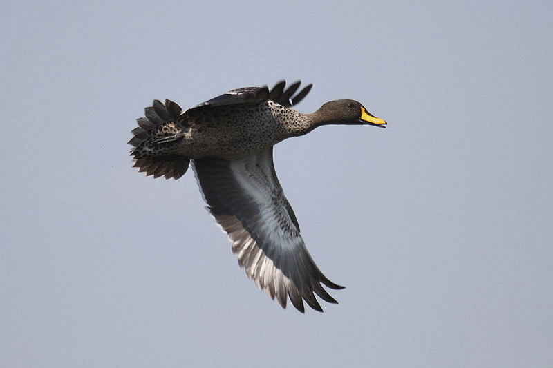 Yellow-billed Duck by Mick Dryden