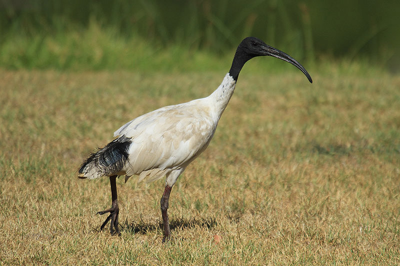 Australian Ibis by Mick Dryden